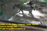 43882 17 142 Jaguar, Progreso, Uxmal, Mexiko, Central-Amerika 2022.jpg